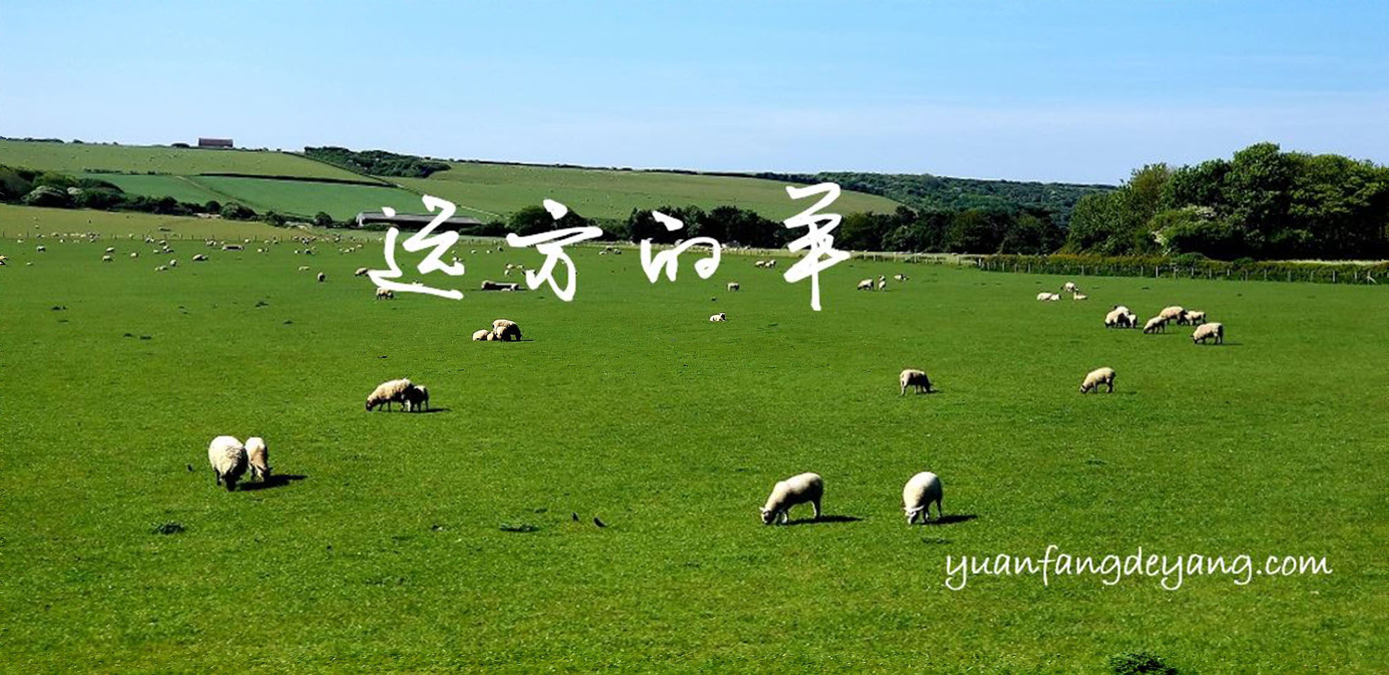 远方的羊